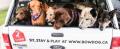 BowDog Canine Specialists