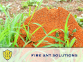 Tactical Pest and Termite Solutions