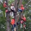 Oakland Tree Removal & Trimming