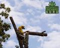 Tree Service Guru
