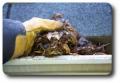 Quick & Clean Gutters