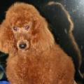 Black Pine AKC Standard Poodles