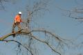 Precision Tree Service