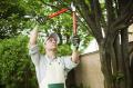 Tree Service Dallas