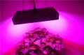 Ledgrowinglights