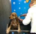 Tru Blu Dog Wash
