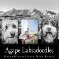 Agape Labradoodles