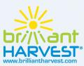 Brilliant Harvest