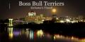 Boss Bull Terriers
