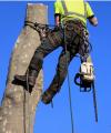 Tree Care Plano