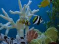 Aquatech Aquarium Service