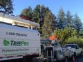 TreePro Professional Tree Care
