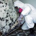 Stop Mold Pros