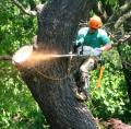 Best Tree Service Memphis