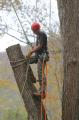 Lakewood Tree Care Services