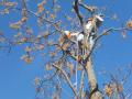 Patriot Tree Service