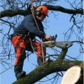 Tree removal service Adelaide 