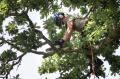 Tree Surgeon Tamworth