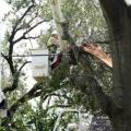 Jacksonville Tree Removal Experts