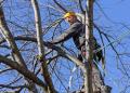 Milton Tree Care