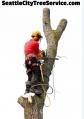 Seattle City Tree Service