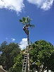 Melbourne Tree Services