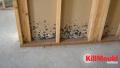 Kill Mould Australia