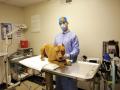 Smyrna Animal Hospital