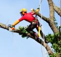 Tree Services of Denton