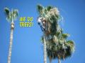 Norwalk CA Tree Service