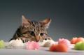 Cat Nip Toys