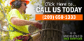 Modesto Tree Services