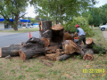 Tree Removal Albany