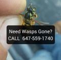 Pest Control Brampton Exterminator