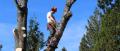 Concord Tree Services