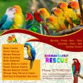 Birdman Parrot Rescue | Birds Boarding Liverpool