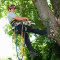 Lexington's Best Tree Service