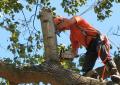 St. Petersburg Tree Service