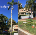 Best Tree Service Rockford