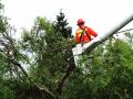 KC Tree Care Service