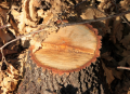 Madison Stump Removal and Tree Services