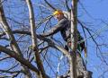 Sioux City Tree Service