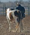 Horse Transportation Colorado Springs