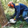 Harrisburg Tree Service
