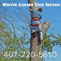 Winter Garden Tree Service