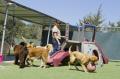 Smart Dog Camp - Dog Boarding Centers