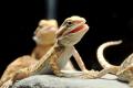 Raising Bearded Dragons