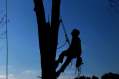 Rock Hill Tree Service