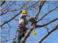 Arvada Tree Care