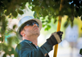 Rancho Santa Fe's Best Tree Service